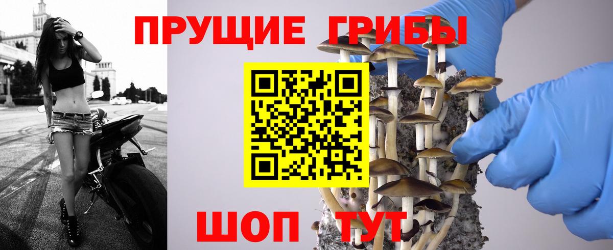 Брянск  Галлюциногенные грибы прущие грибы  Вход с VPN 